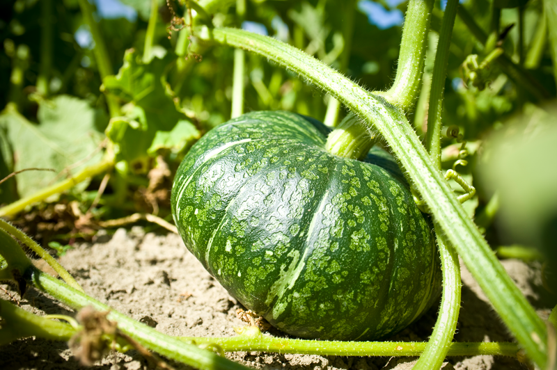 Squash import by SUNNY JAPAN